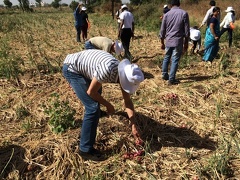 Picking onions2